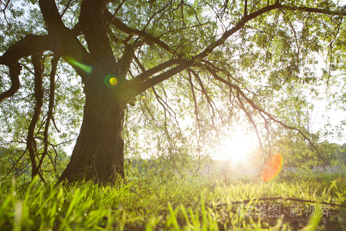 春天草甸与大树与新鲜绿色的树叶