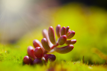 苔藓植物露水降在森林里图片