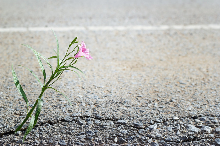 粉红色的花生长在裂缝上街头在阳光软焦点