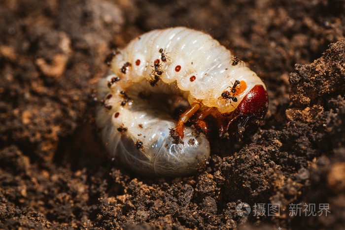 5月甲虫的幼虫
