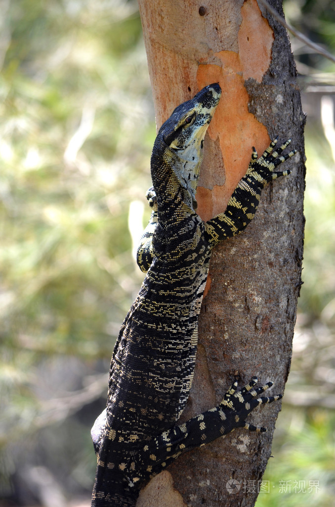 澳大利亚要巨蜥爬上树