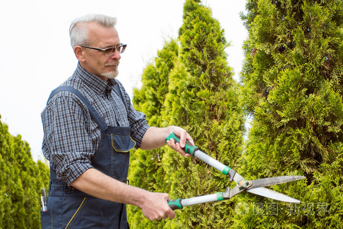 园丁在工作服削减在花园里的树照片-正版商用图片1o8zd4-摄图新视界