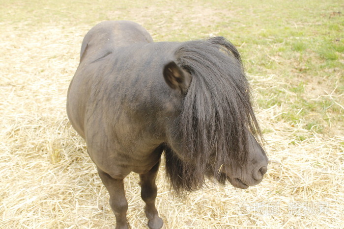 小黑马,长长的鬃毛,在一个农场