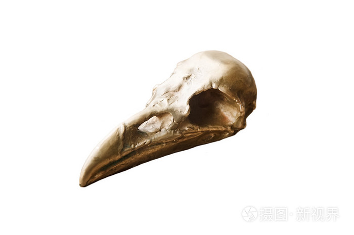 孤立在白色背景上的乌鸦头骨