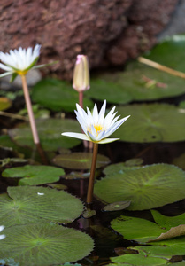 美丽的睡莲莲花池塘里图片