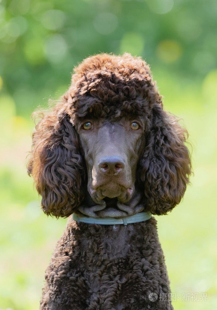 在夏天的狮子狗画像