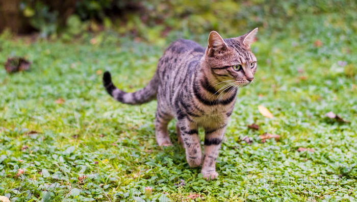 在绿色草地上行走的猫