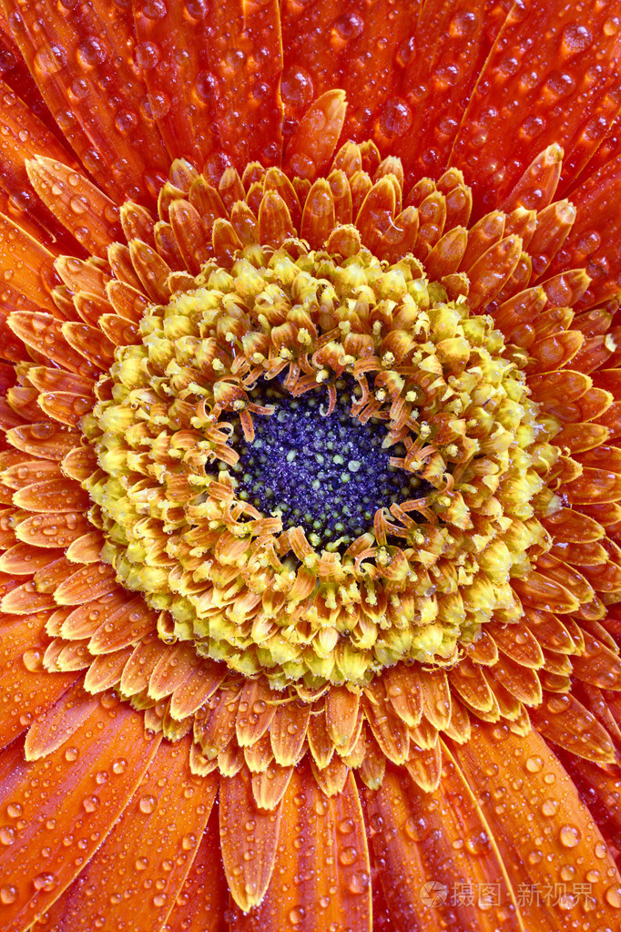 万寿菊鲜花花瓣细节橙色和黄色的语气.植物园