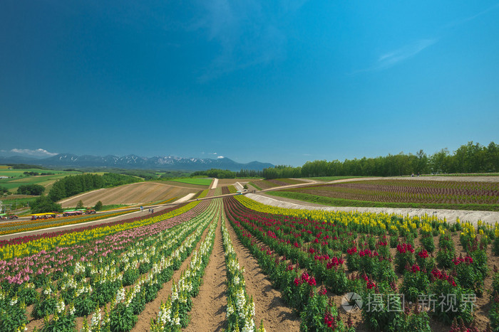 美丽的薰衣草田野是夏日的绝佳风景