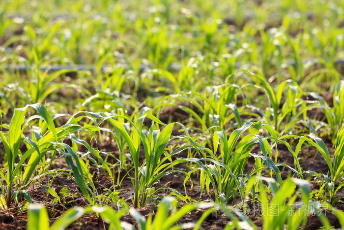 玉米幼苗在早晨