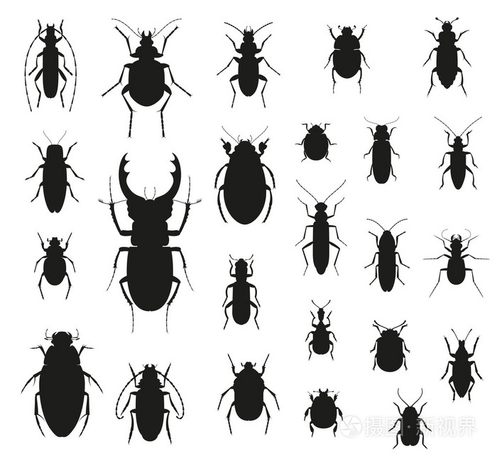 剪影昆虫套上白色孤立。矢量图