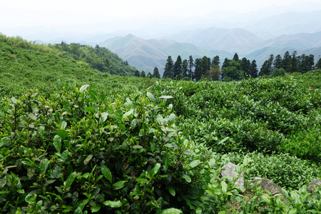 美丽的新鲜绿色茶园图片