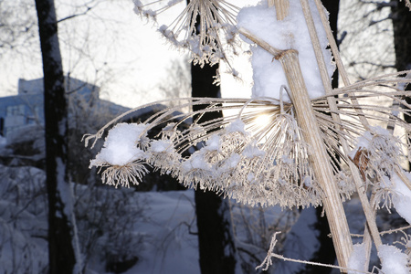 冬夜与雪中的植物图片