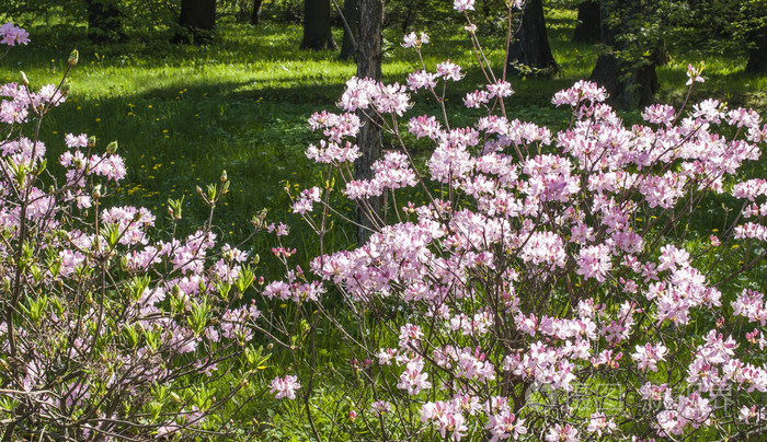 灌木盛开的樱花