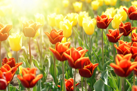 郁金香在春天,色彩缤纷的郁金香插画