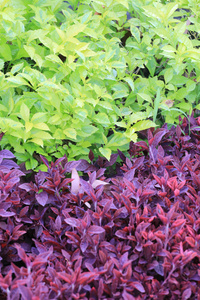 热带花园的绿叶和紫叶树图片