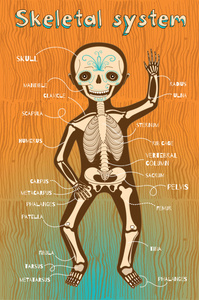 儿童身体骨骼图卡通图片
