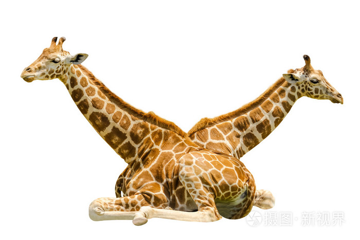 坐在长颈鹿孤立