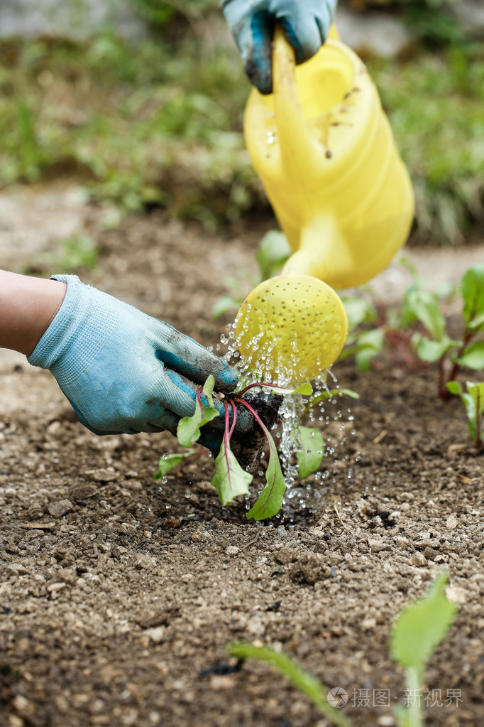 园丁浇水和施肥刚栽苗