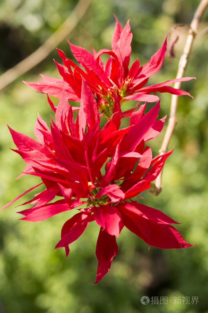 美丽的花红花花园