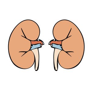 肾脏图标矢量.肾脏图标简单.肾脏的应用,以及肾脏图标新.