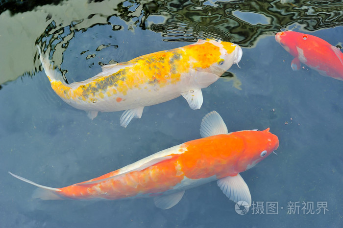 锦鲤鱼在池塘里游泳