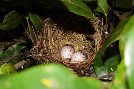 在鸟巢中的鸟蛋图片