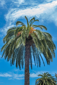 棕榈树在蓝蓝的天空图片