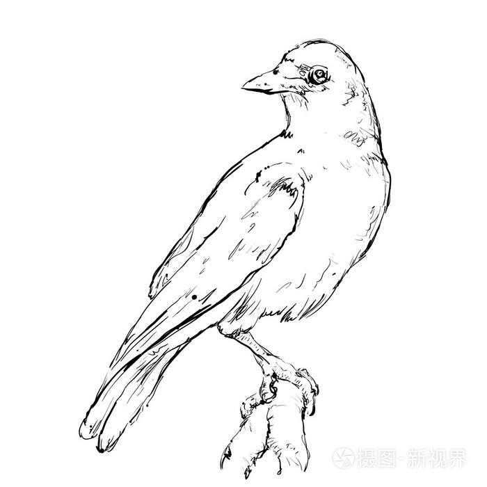 手绘制的乌鸦
