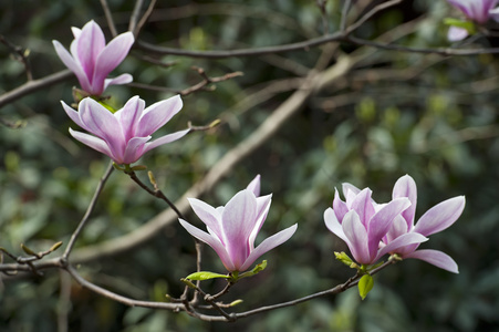 玉兰苞花图片