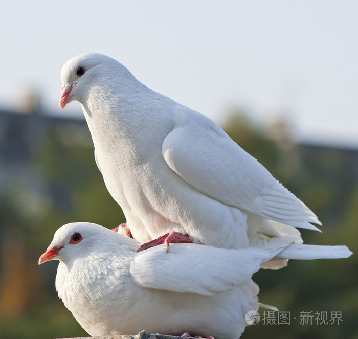 两个白色鸽子
