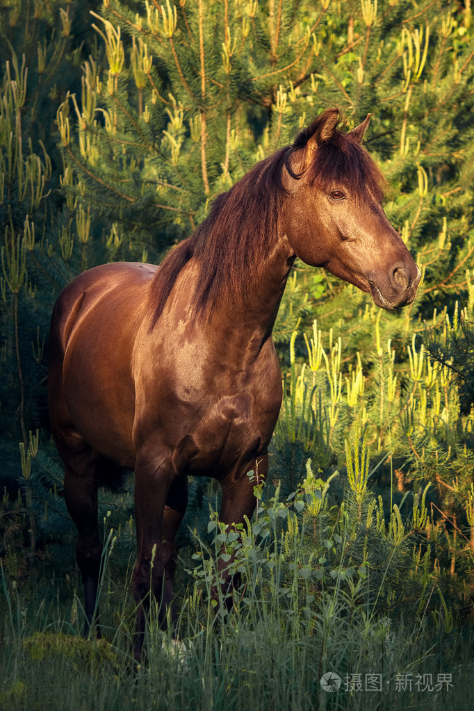 在一片松树林一匹马的画像