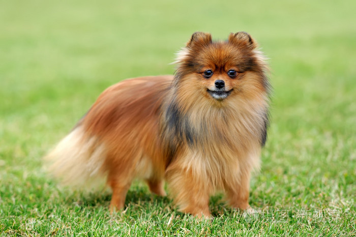 棕色的博美犬狗
