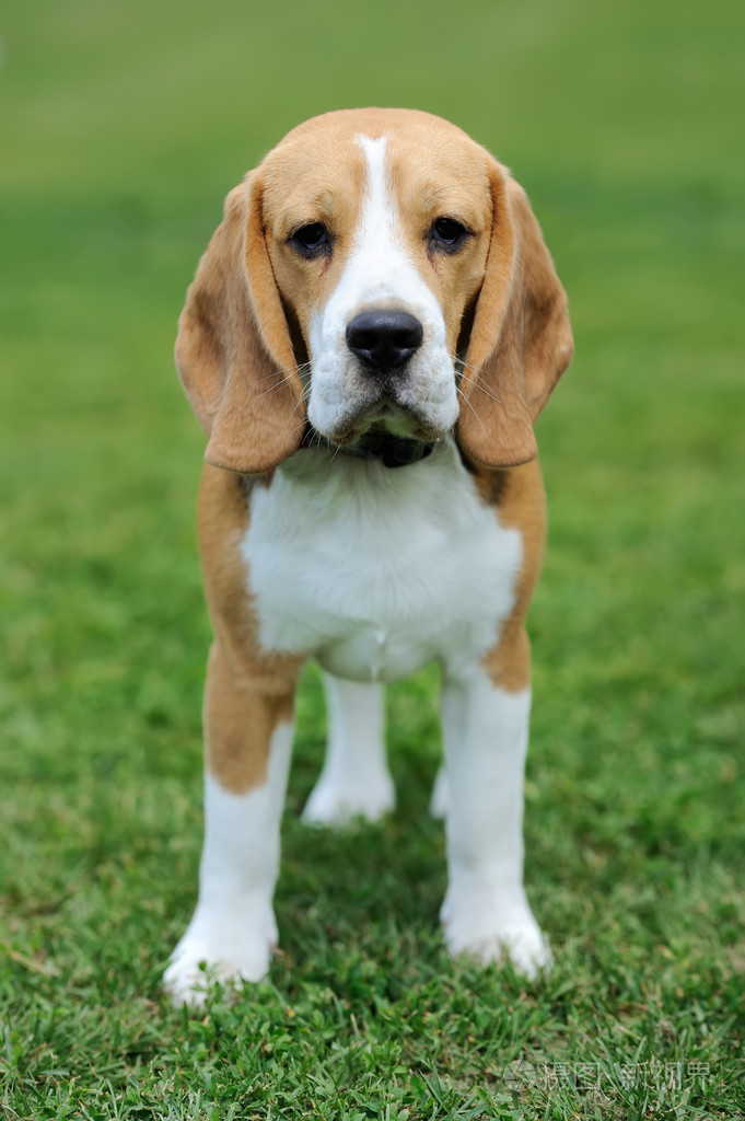 密切beagle犬