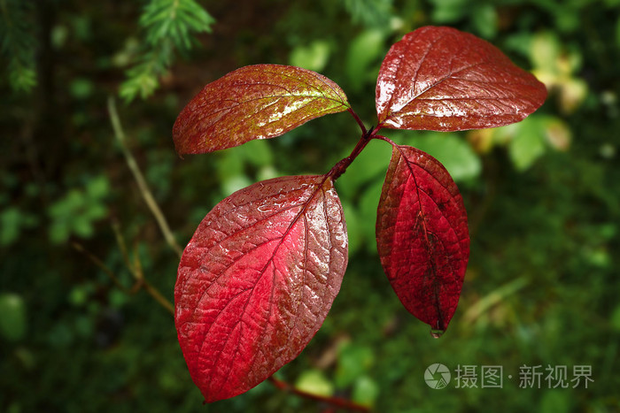 在绿色背景上有红色叶子的树枝