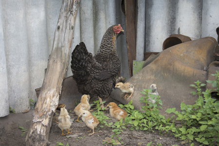 小鸡藏在它的翅膀下, 鸟在院子里家养的一群白鹅站在乡下农场围栏院子
