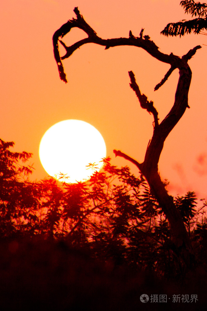 美丽的树剪影和太阳在日落时间
