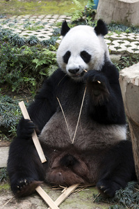 熊猫坐着吃竹子图片