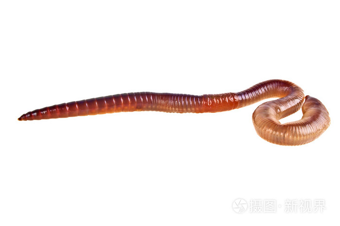 孤立的白色背景上的地球蠕虫