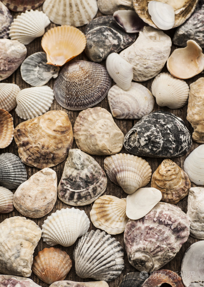 收集木制背景的小贝壳,特写