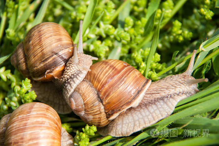 三个蜗牛爬在绿草