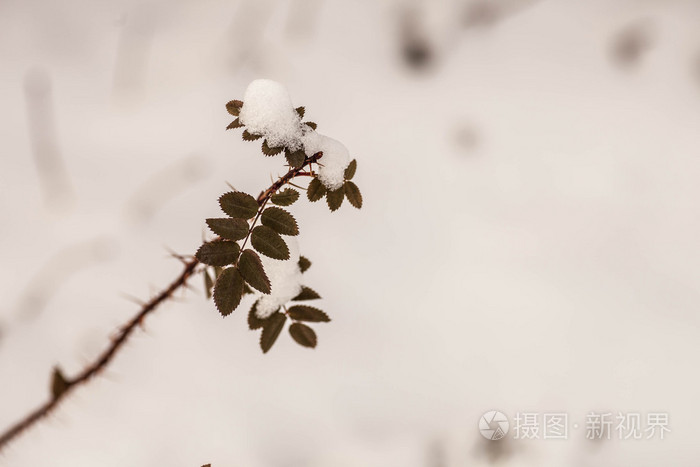 野冬花照片 正版商用图片1obg9o 摄图新视界