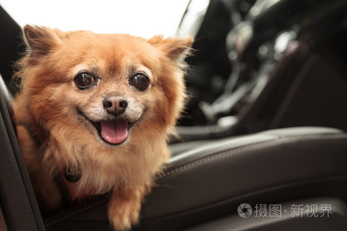 博美犬和吉娃娃混狗在车里兜风去照片 正版商用图片1obk7j 摄图新视界