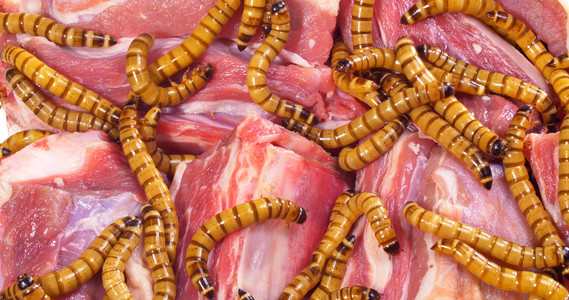 有虫被宠坏了的牛排,丑的不健康食品的概念照片