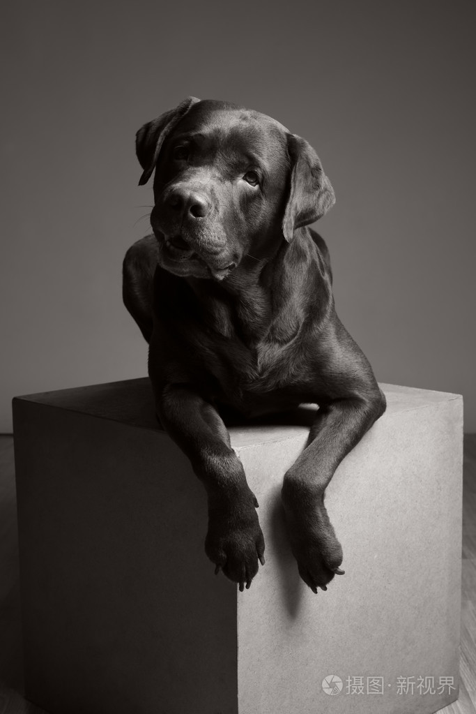坐在灰色的背景前的巧克力拉布拉多犬