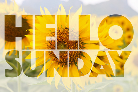 你好星期天词对向日葵背景图片