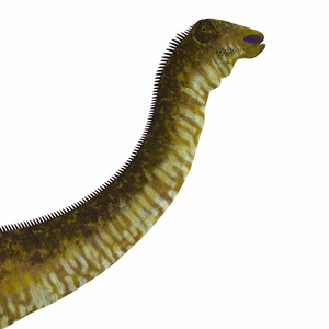 尼日尔共和国尼日尔龙这样的恐龙头照片