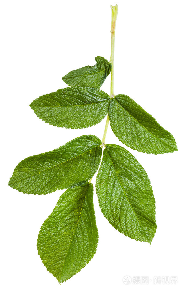 绿色的叶子的玫瑰的分支