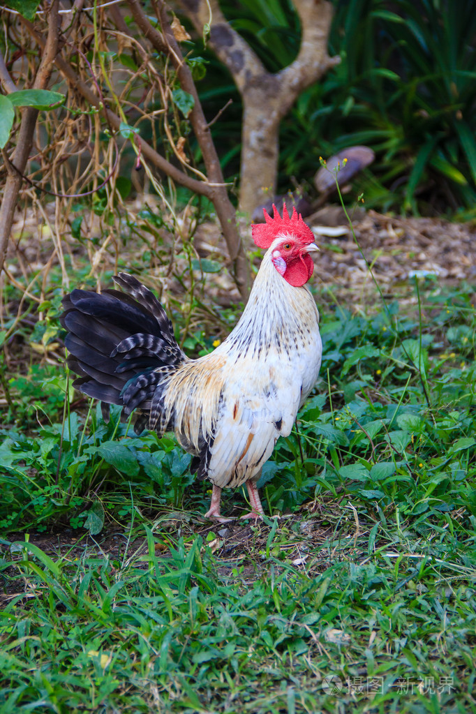 白色鸡在性质上自由范围抗生素和激素自由养殖