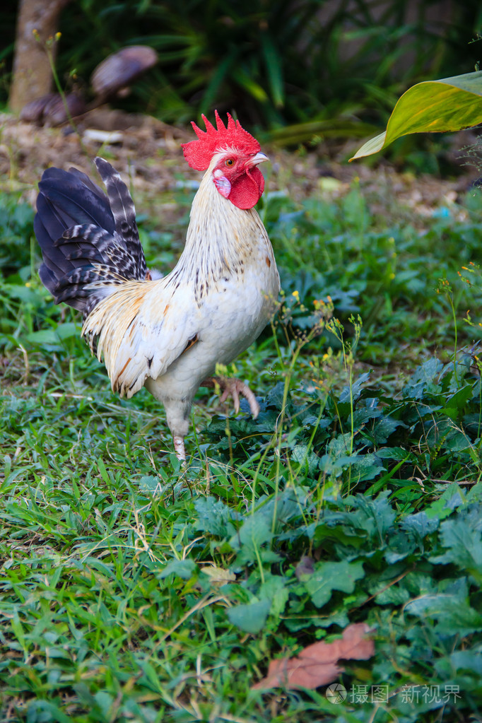白色鸡在性质上自由范围抗生素和激素自由养殖